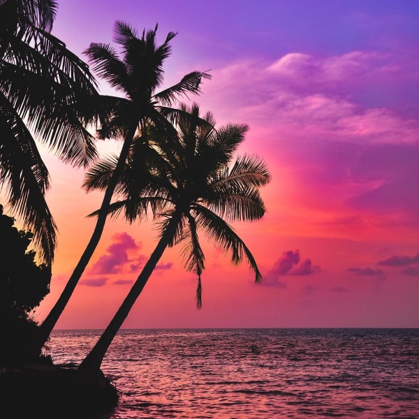 Tropical Dream