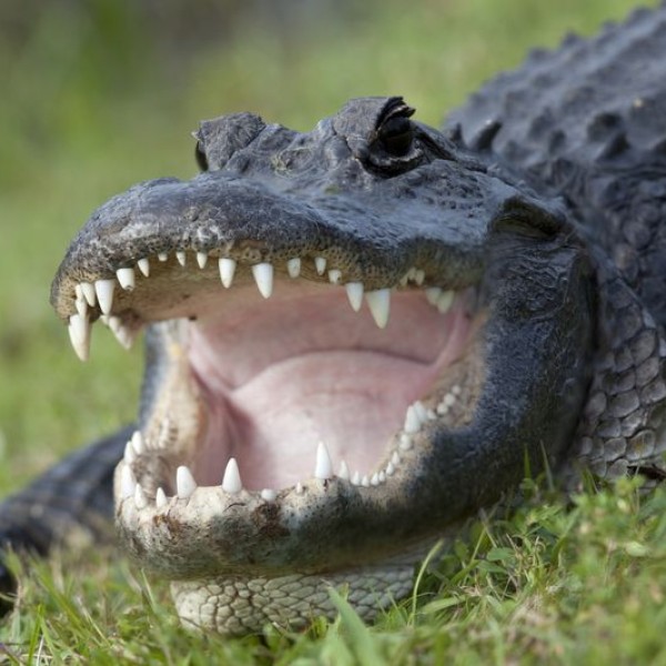 Alligator