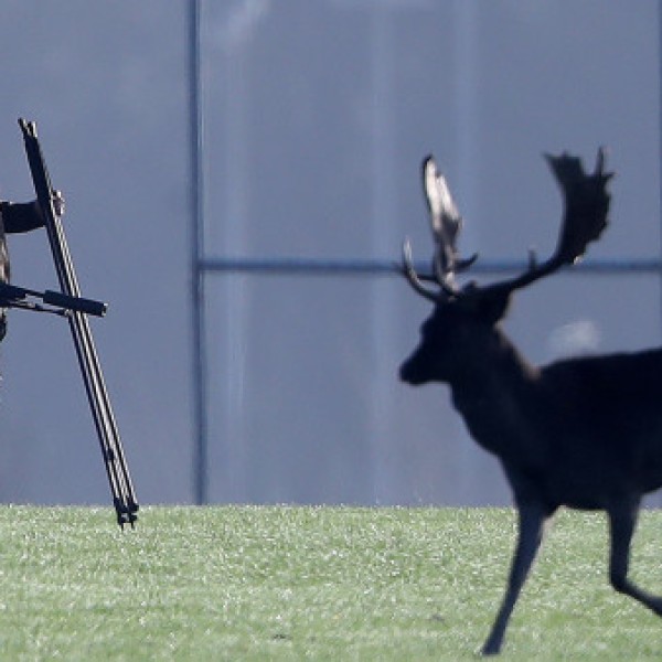 Kill All Deers