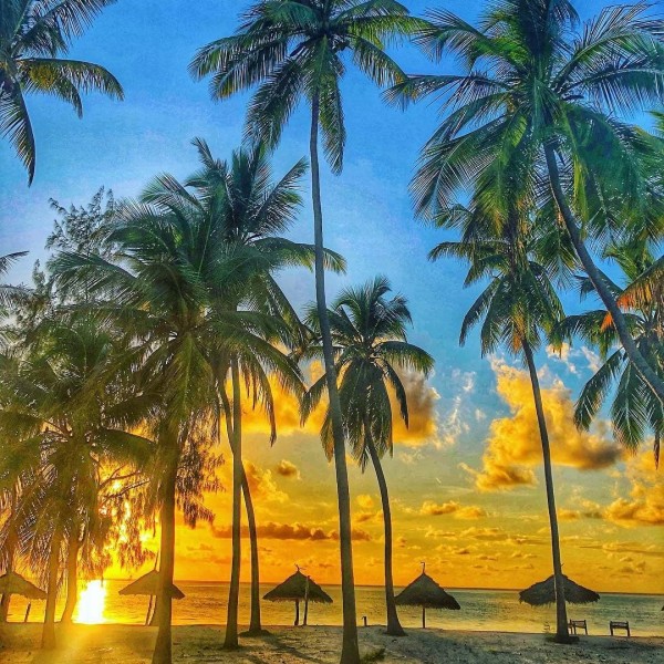 Palmera