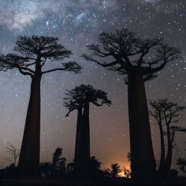 A Night In Madagascar
