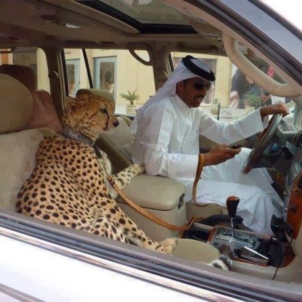 Sheikh's Money