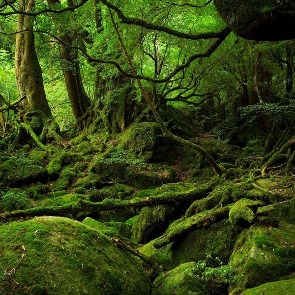 Japaneese Forest